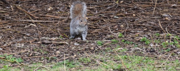 les écureuils de Saint James park, London
