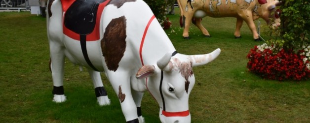 des vaches à Deauville,