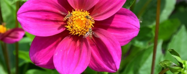 les fleurs du jardin de Monet à Giverny