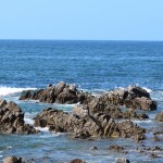 Cormorans et Goëlands,